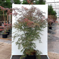 Acer palmatum dissectum 'Tamukeyama' Tree