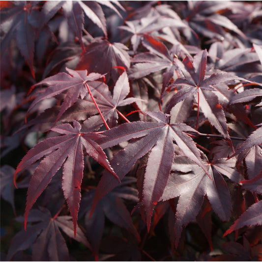 Acer palmatum 'Bloodgood' Japanese Maple