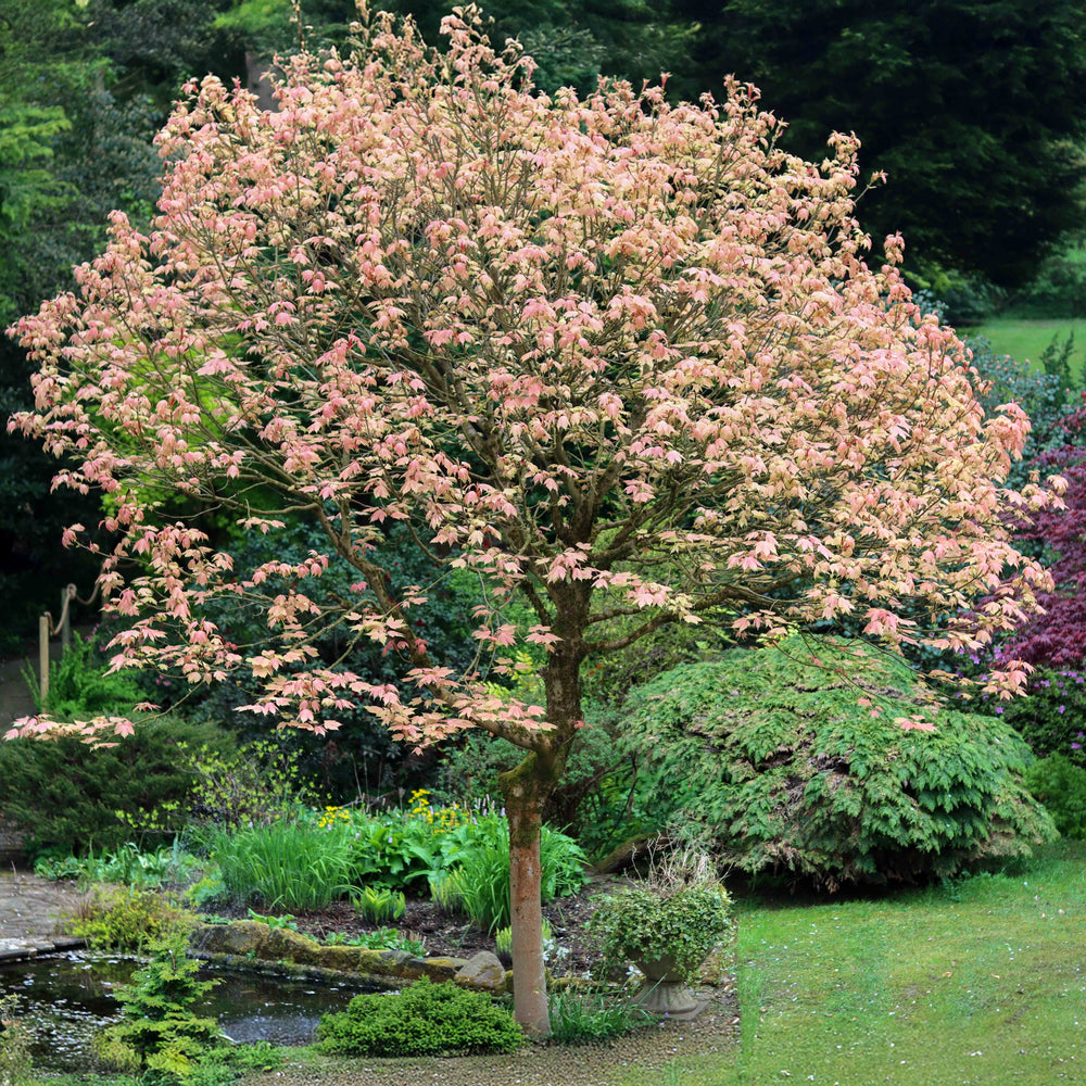 Acer pseudoplatanus 'Brilliantissimum' Tree