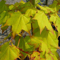 Acer cappadocicum 'Aureum' Golden Cappadocian Maple