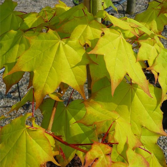 Acer cappadocicum 'Aureum' Tree