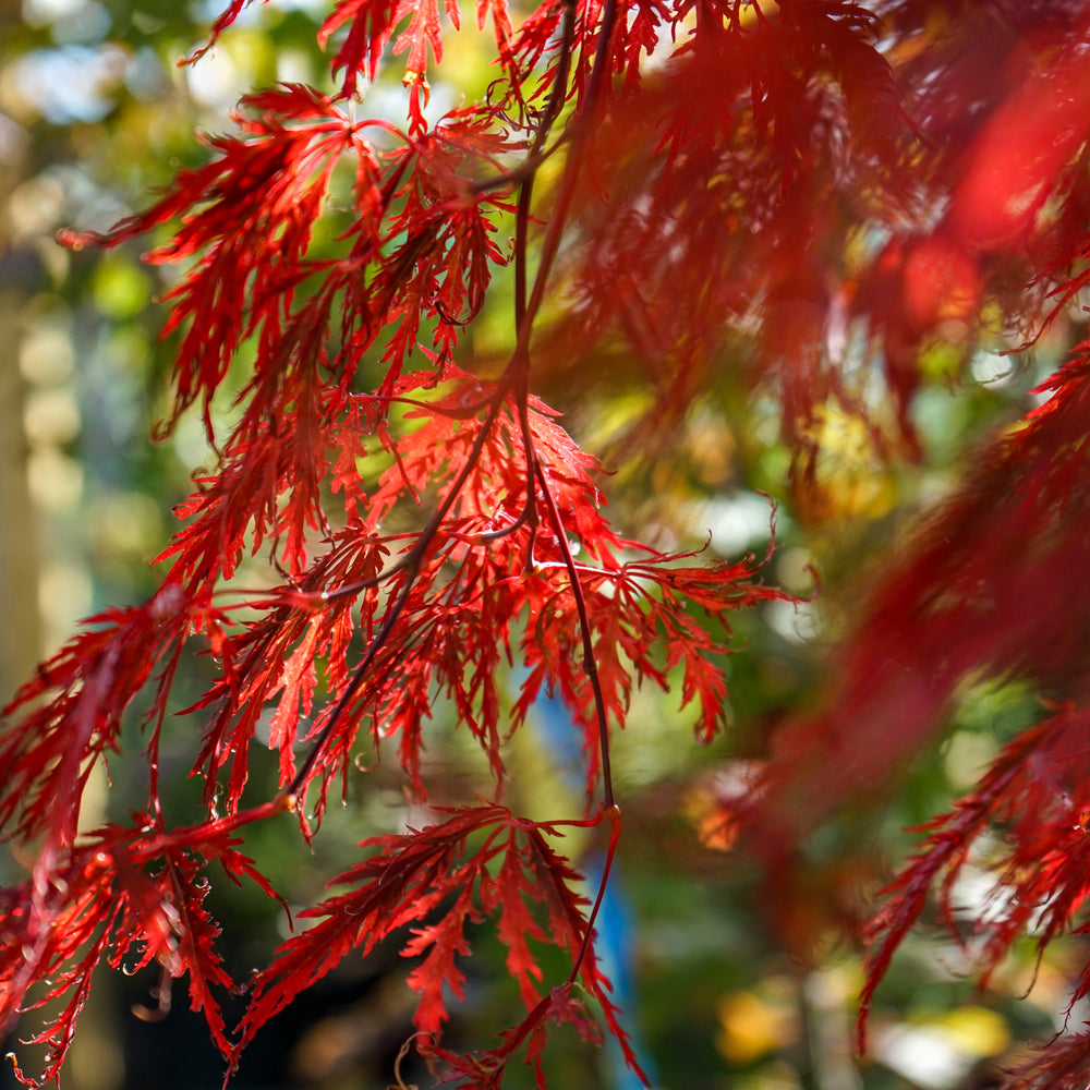 Acer palmatum dissectum 'Garnet' Japanese Maple