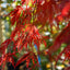 Acer palmatum dissectum 'Garnet' Japanese Maple