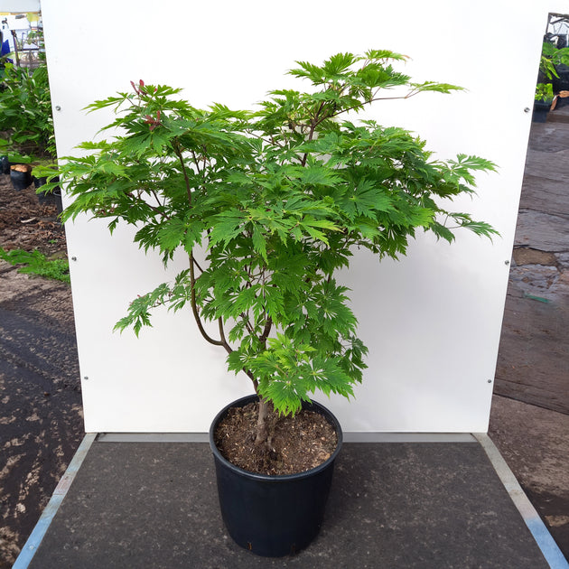 Acer japonicum 'Aconitifolium' Maple in pot