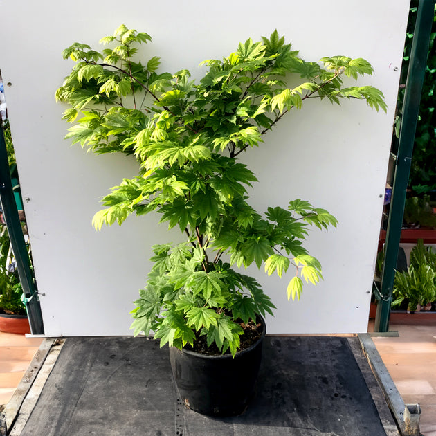 Acer japonicum 'Vitifolium' Maple in pot