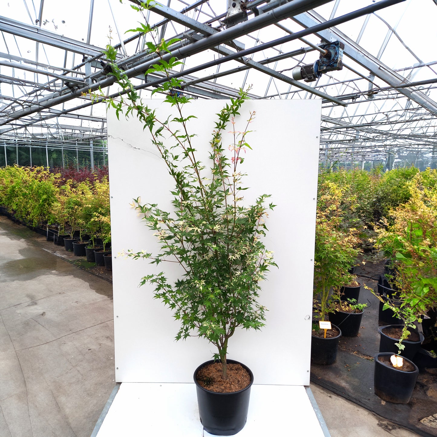 Mature Acer palmatum 'Asahi-zuru' in pot