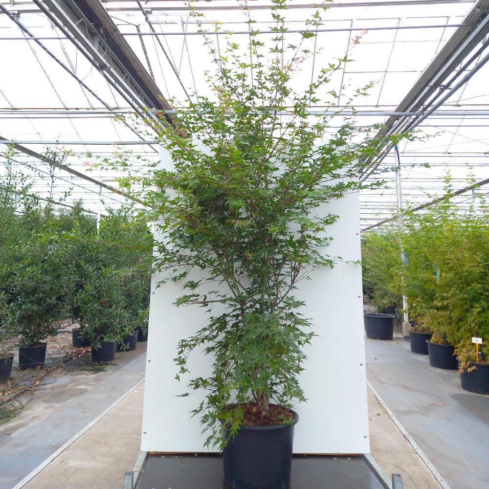 Acer palmatum 'Deshojo' mature Japanese Maple