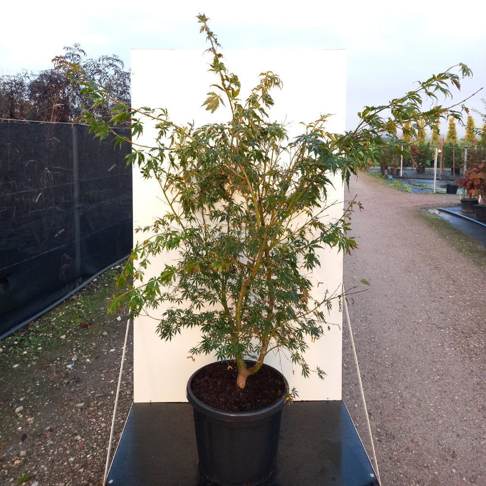 Acer palmatum 'Elegans' Japanese Maple in pot