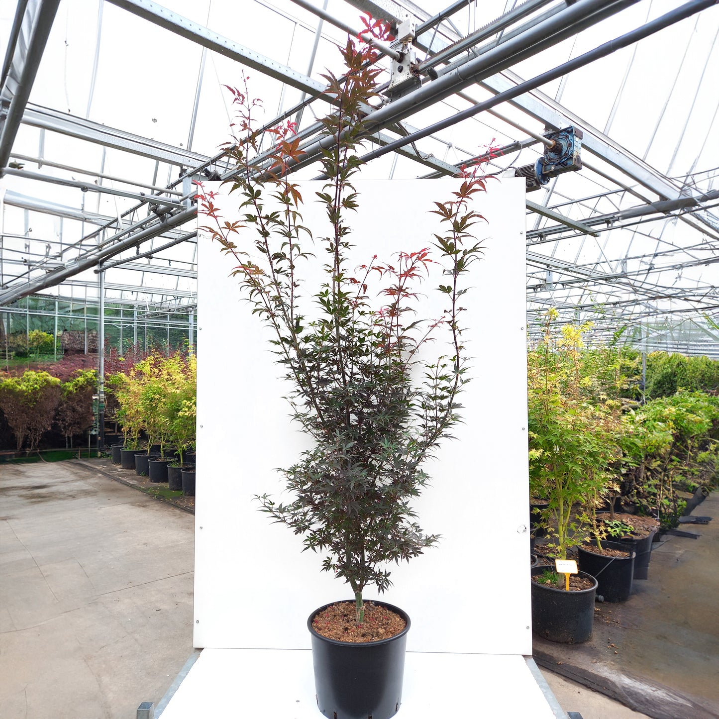 Acer palmatum 'Skeeter's Broom' Maple in pot