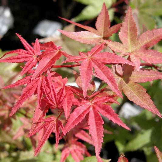 Acer palmatum 'Shin-deshojo' Japanese Maple