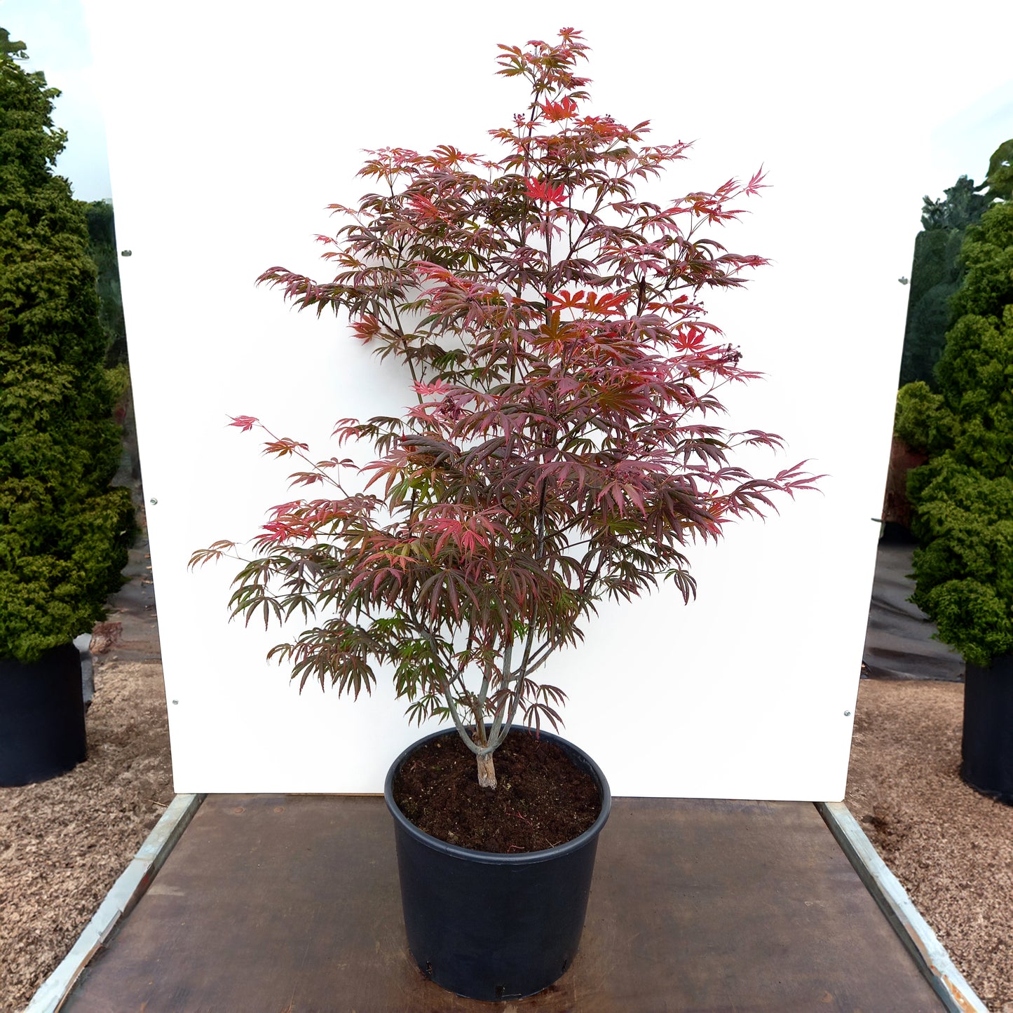 Acer palmatum 'Trompenburg' Tree