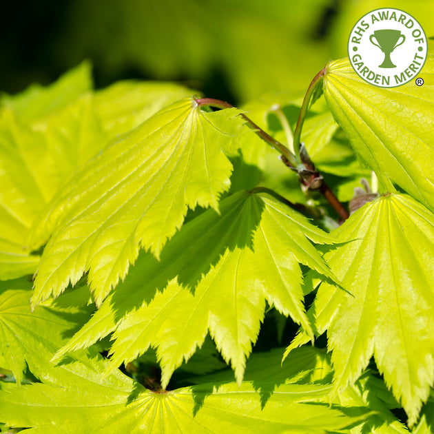 Acer palmatum 'Aureum' Japanese Maple