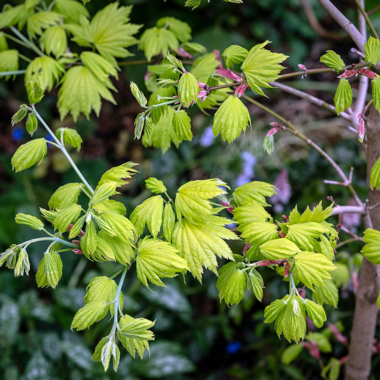 Acer palmatum 'Aureum' yellow leaves