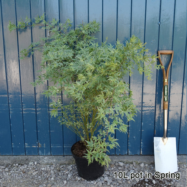 Acer palmatum 'Butterfly' in pot