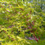 Acer palmatum Sango-Kaku Coral Bark Maple