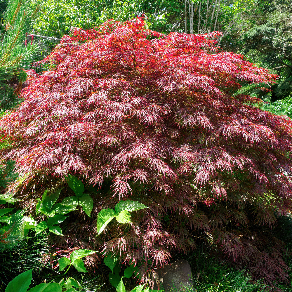 Acer palmatum dissectum 'Crimson Queen' in a garden