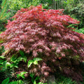 Acer palmatum dissectum 'Crimson Queen' in a garden 