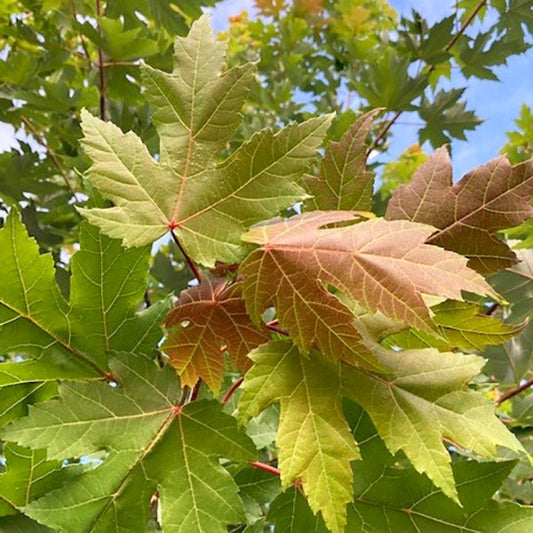 Acer rubrum 'Red Sunset' Franks Red Maple