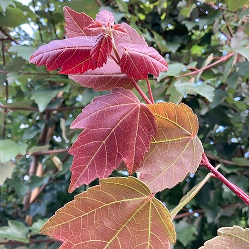 Acer rubrum 'Summer Red' Red Maple