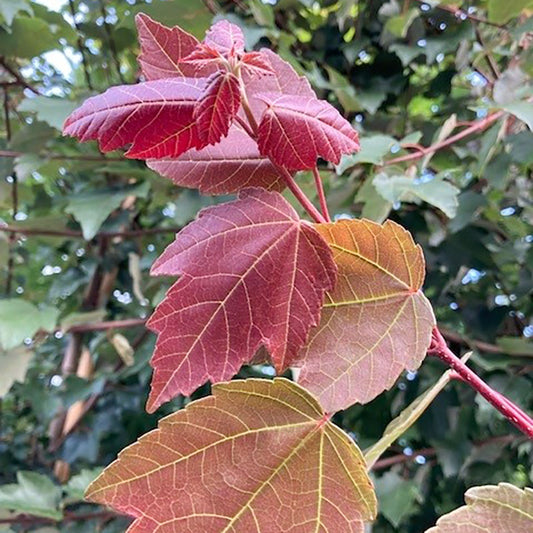 Acer rubrum 'Summer Red' Red Maple