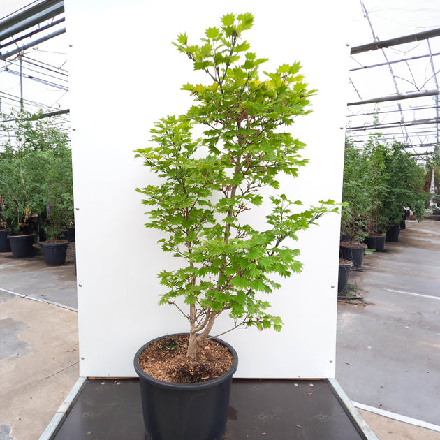 Large Acer shirasawanum Aureum in pot