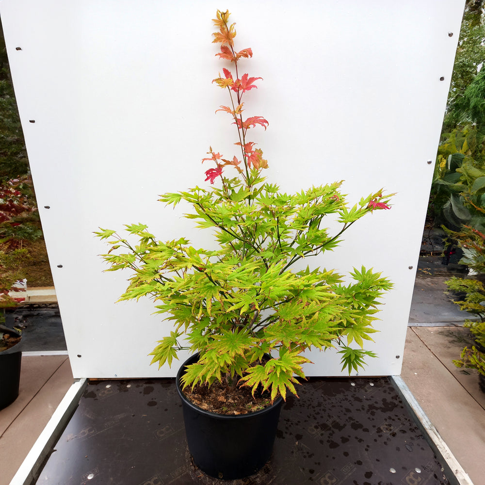 Acer shirasawanum Autumn Moon Maple in pot