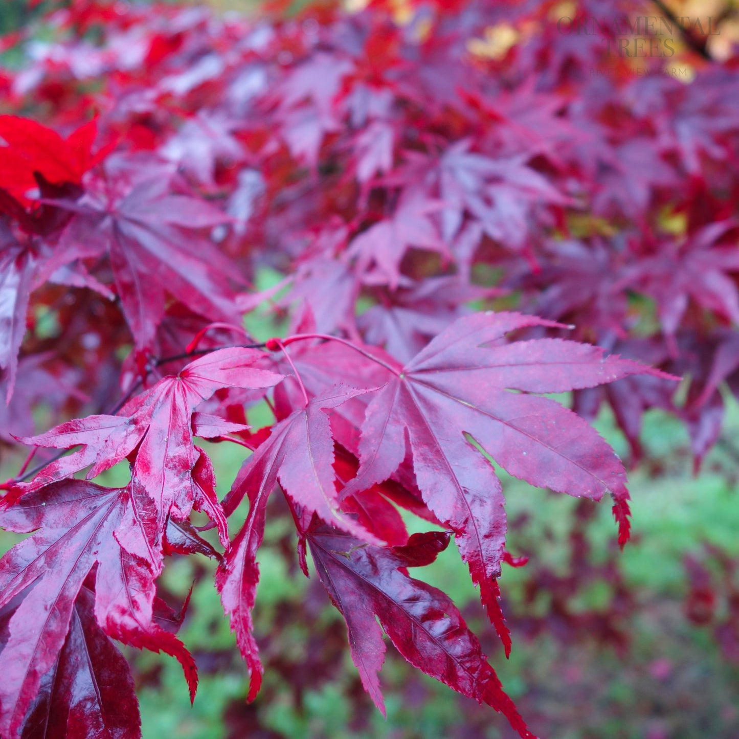 Acer palmatum Fireglow red Maple leaves