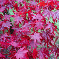 Acer palmatum Fireglow red Maple leaves