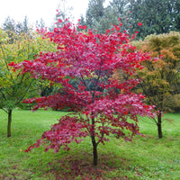 Acer palmatum Fireglow Japanese Maple in garden