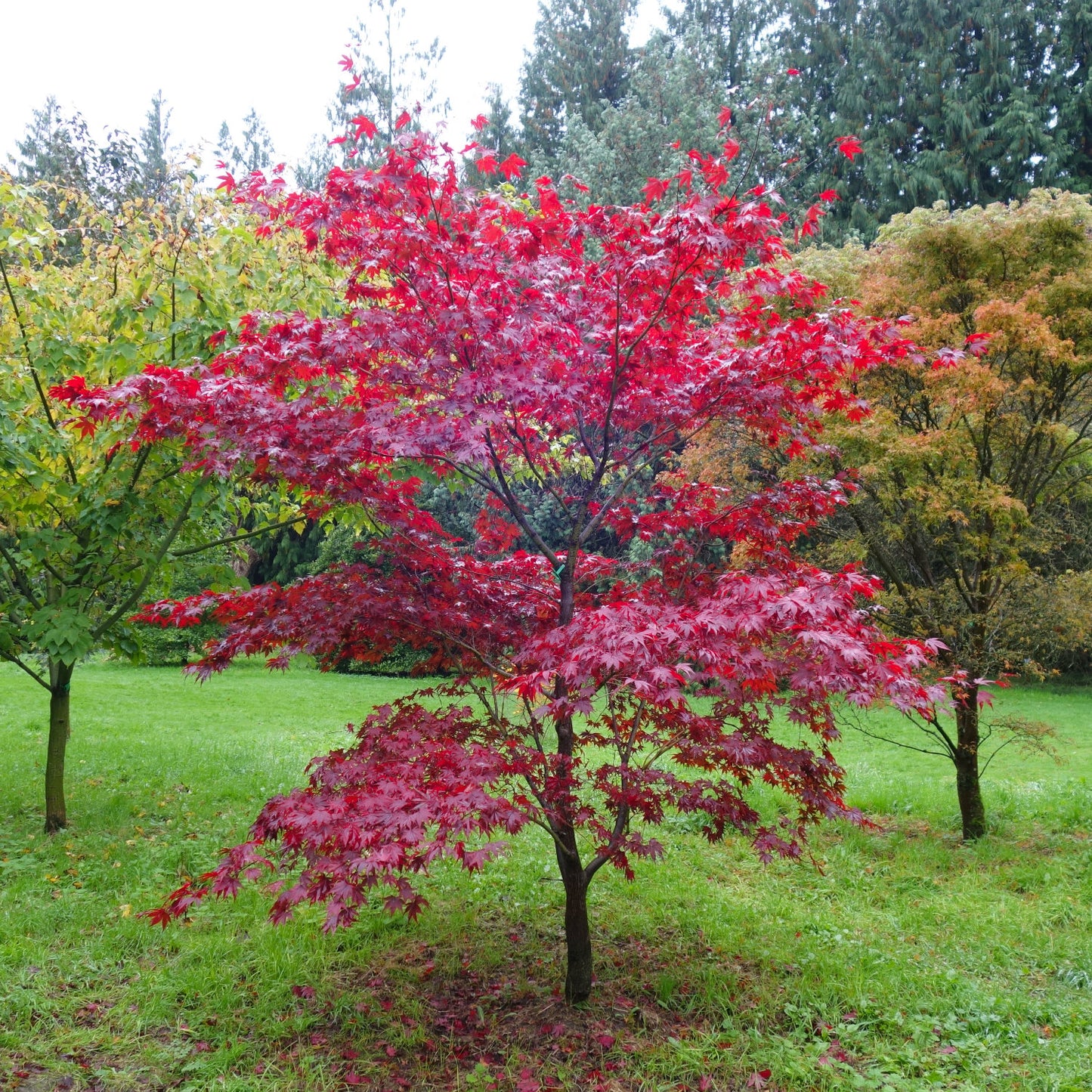 Acer palmatum Fireglow Japanese Maple in garden