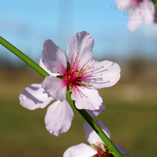 Almond Ingrid Flowers