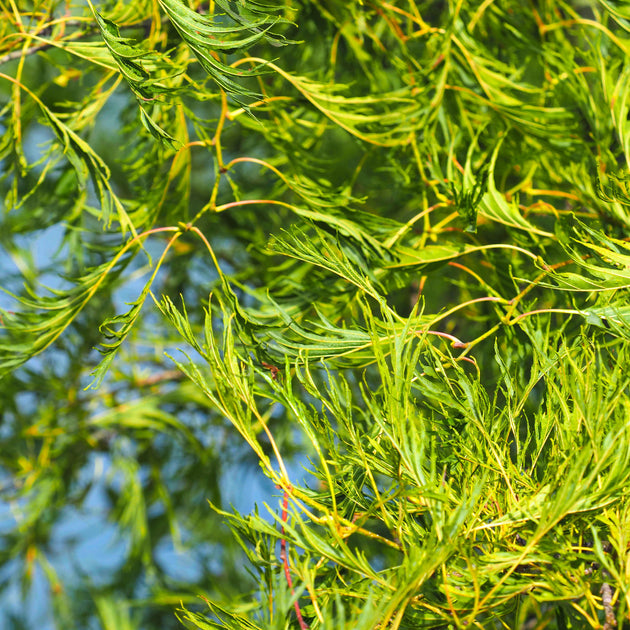 Alnus glutinosa 'Imperialis' Alder tree