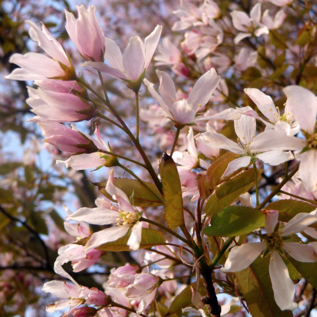 Amelanchier x grandiflora 'Robin Hill'