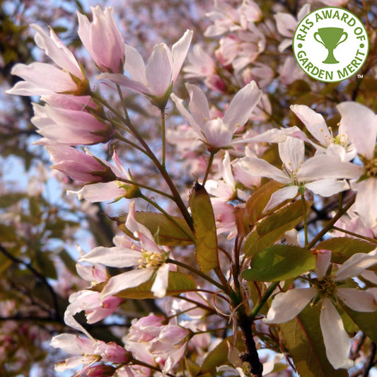 Amelanchier x grandiflora 'Robin Hill'