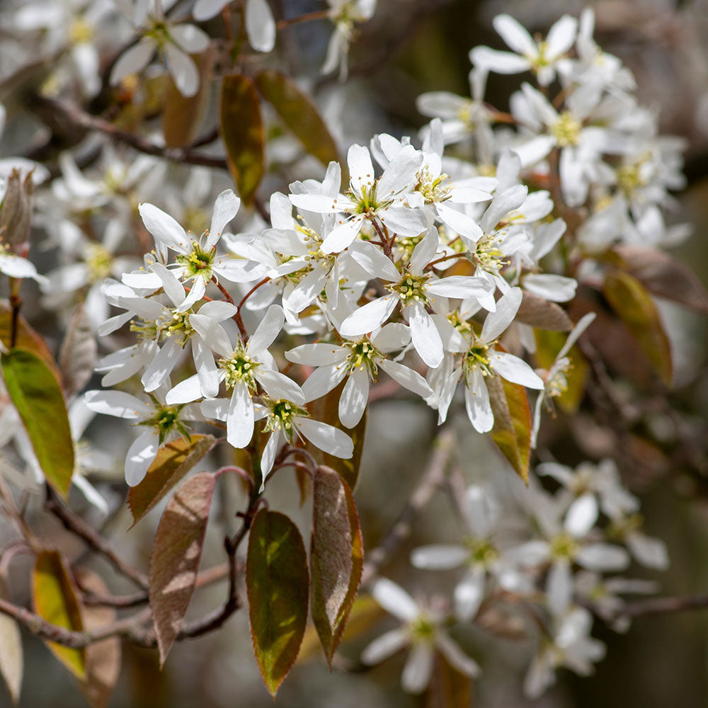 Amelanchier lamarckii