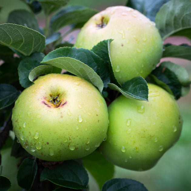 Arthur Turner apple tree