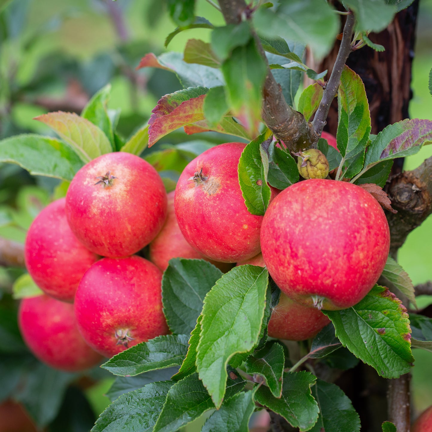 Bladon Pippin apple tree