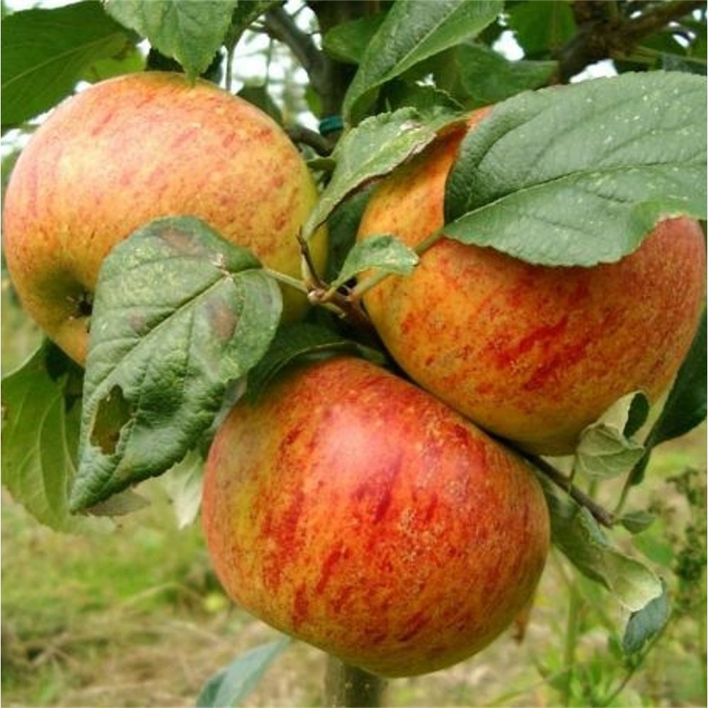 Blenheim Orange Apple Tree