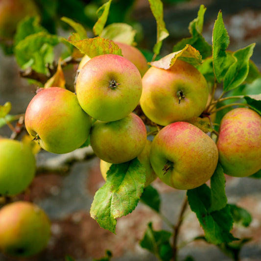 Blenheim Orange Apple Tree