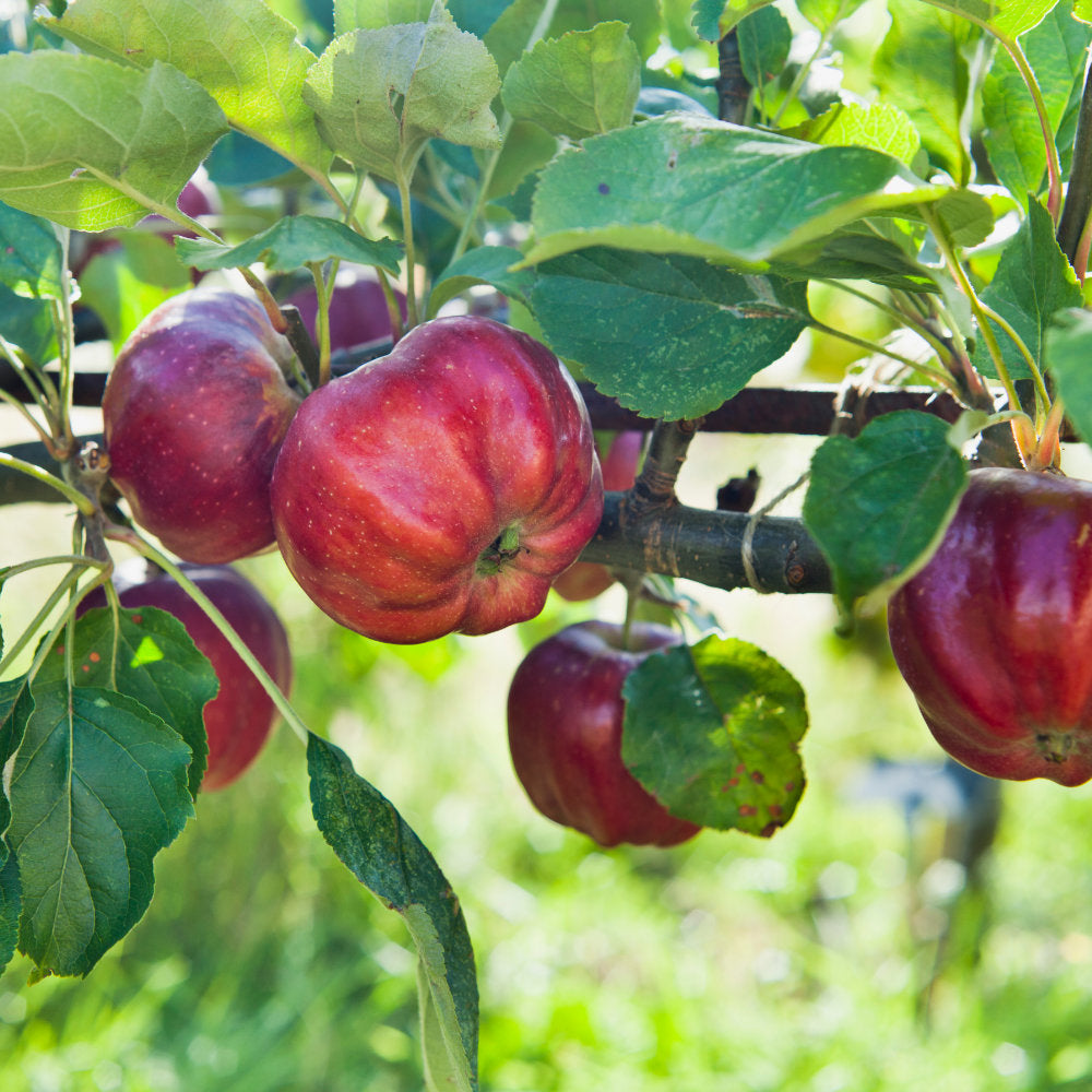 Bloody Ploughman Apple Tree