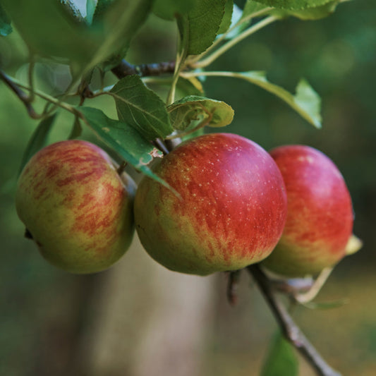 Apple_Lord Lambourne tree