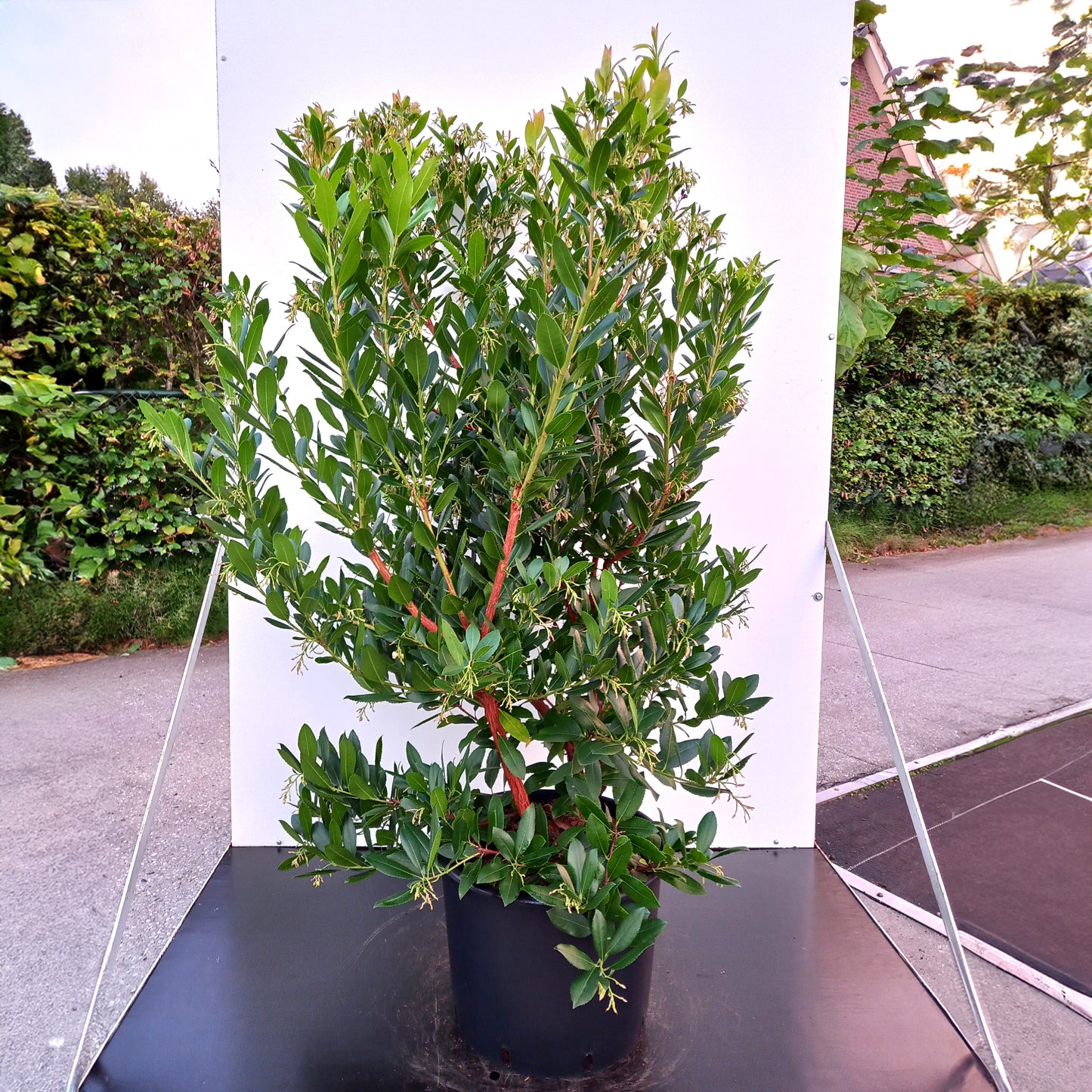 Arbutus Atlantica bush in pot