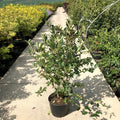 Aronia x prunifolia Viking Chokeberry shrub