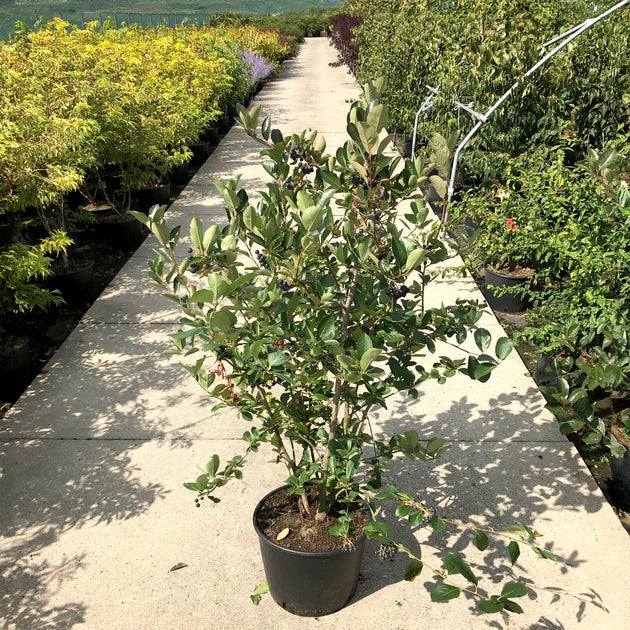 Aronia x prunifolia Viking Chokeberry shrub