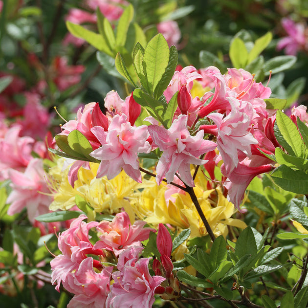 Azalea Cannon's Double flowers