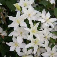 Clematis 'Baby Star'