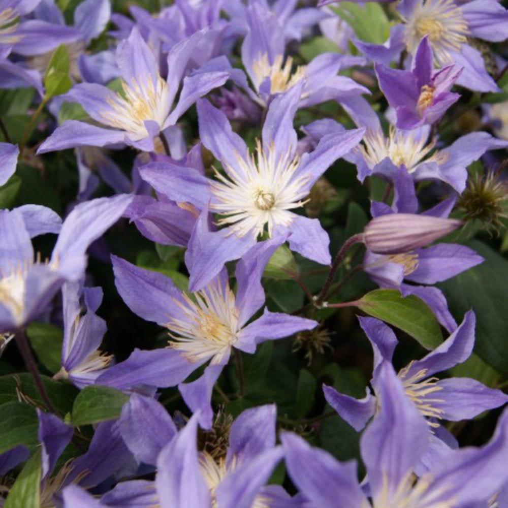 Clematis 'Blue River'®