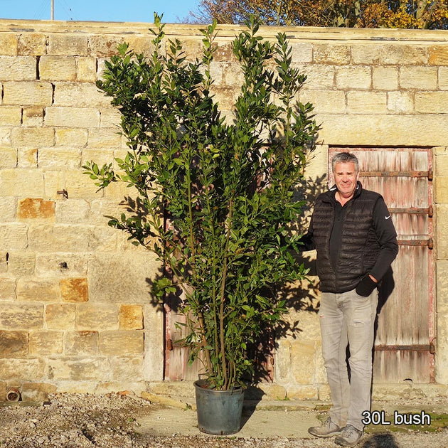 Bay Laurel Tree 30L