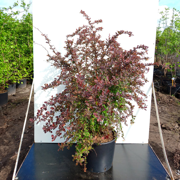 Berberis Harlequin plant in pot