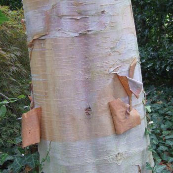 Betula albosinensis 'Fascination' Birch